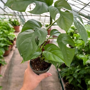 May include: A potted green Monstera adansonii plant with large, deeply lobed leaves. The plant is being held by a hand in a greenhouse setting.