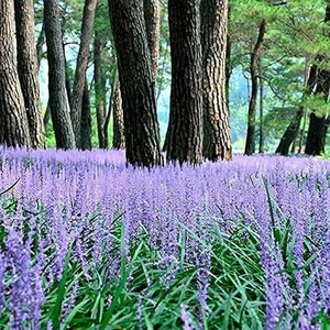 Liriope muscari Emerald Goddess 1 Gallon Pot PP 15471 image 2