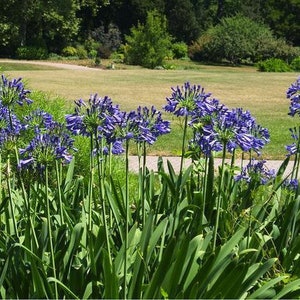 May include: A cluster of purple agapanthus flowers in bloom, with long green stems and leaves. The flowers are arranged in a circular shape, with the stems extending upwards.