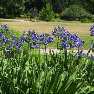 Blue Lily of the Nile: Agapanthus africanus in 1 Gallon - Elegant Flowering Perennial