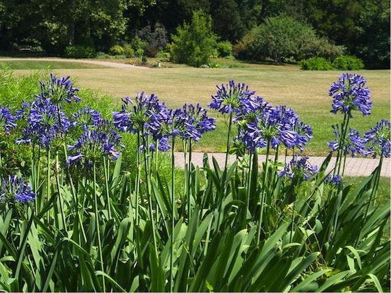 Live Perennials Plants For Outside Agapanthus Lily Of The
