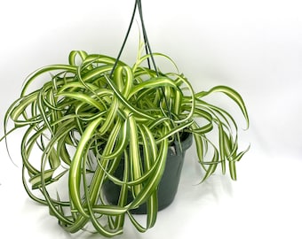 Bonnie Spider Plant Live, Spider Plant Bonnie, Spider Plant with Free Shipping, Spider Plant Pot, 8 inch Plant, Hanging Spider Plant Plants