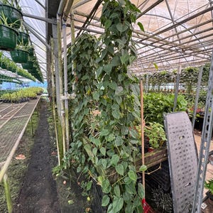 May include: A greenhouse interior filled with various plants. Hanging baskets of green plants line the ceiling. A large, leafy vine plant cascades down from above. Other plants are visible on shelves and in the background, creating a lush, green environment.