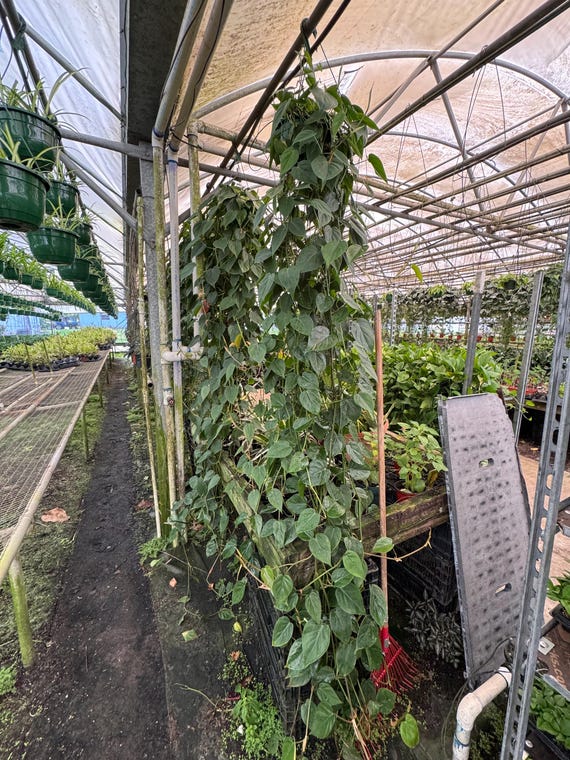 Philodendron Cordatum Long Vine – 8in Hanging Basket, 2–8ft Trailing Indoor Plant