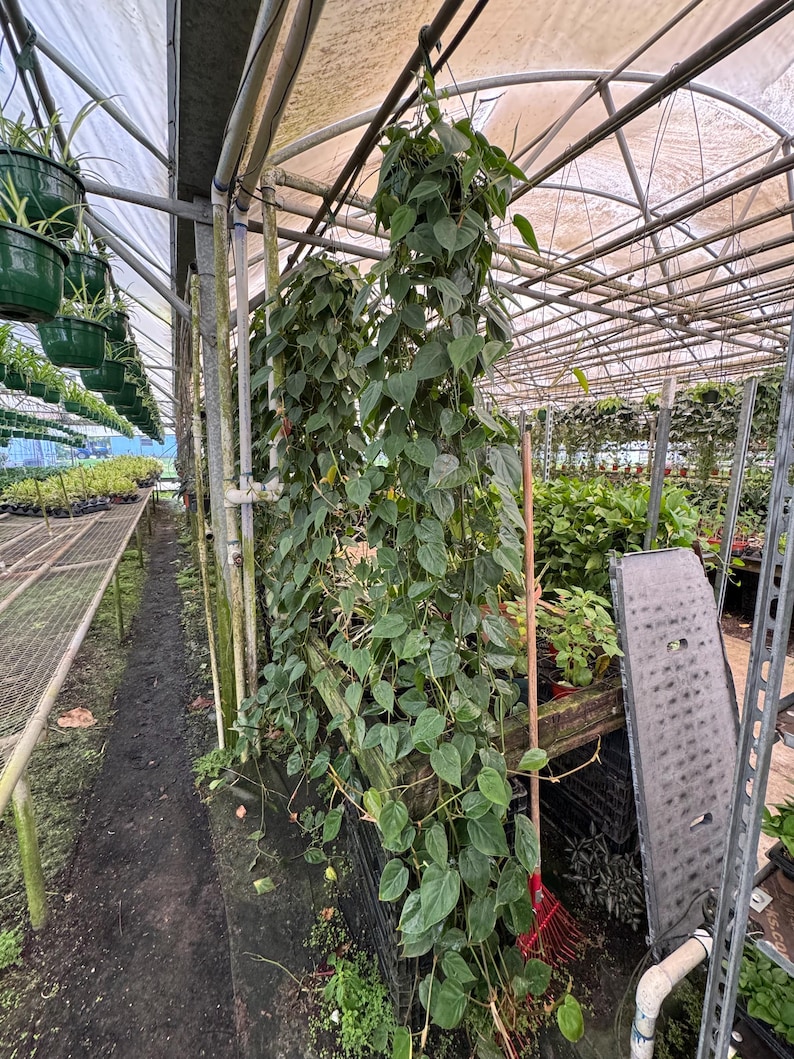 Philodendron cordatum with heart-shaped leaves in an 8in hanging basket