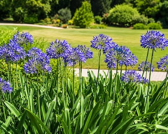 Blue Lily of the Nile Plant | Agapanthus africanus | Live Flowering Perennial | 1 Gallon