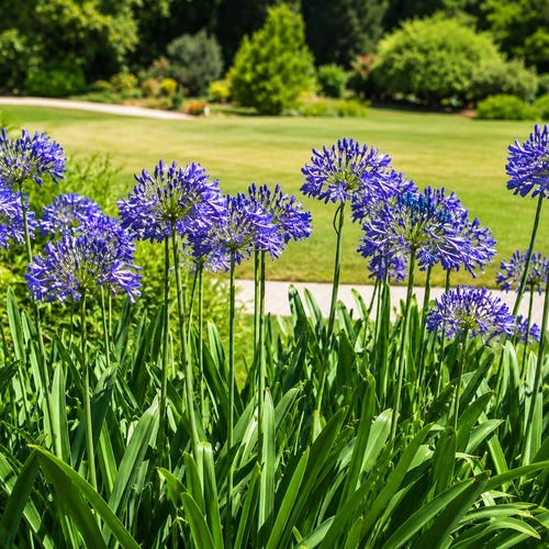 lavender tree Baby Blue Lavender main image 0