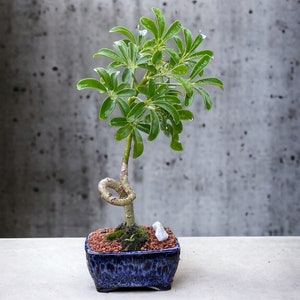 Coiled Umbrella Bonsai Tree Live Moss Included In a Glazed 4'' Bonsai Pot Age 5 image 1