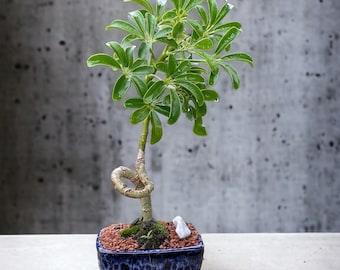 Coiled Umbrella Bonsai Tree - Live Moss Included - In a Glazed 4'' Bonsai Pot - Age 5