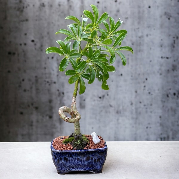 Coiled Umbrella Bonsai Tree - Live Moss Included - In a Glazed 4'' Bonsai Pot - Age 5