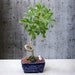 see more listings in the Bonsai Tree By Jonathan section