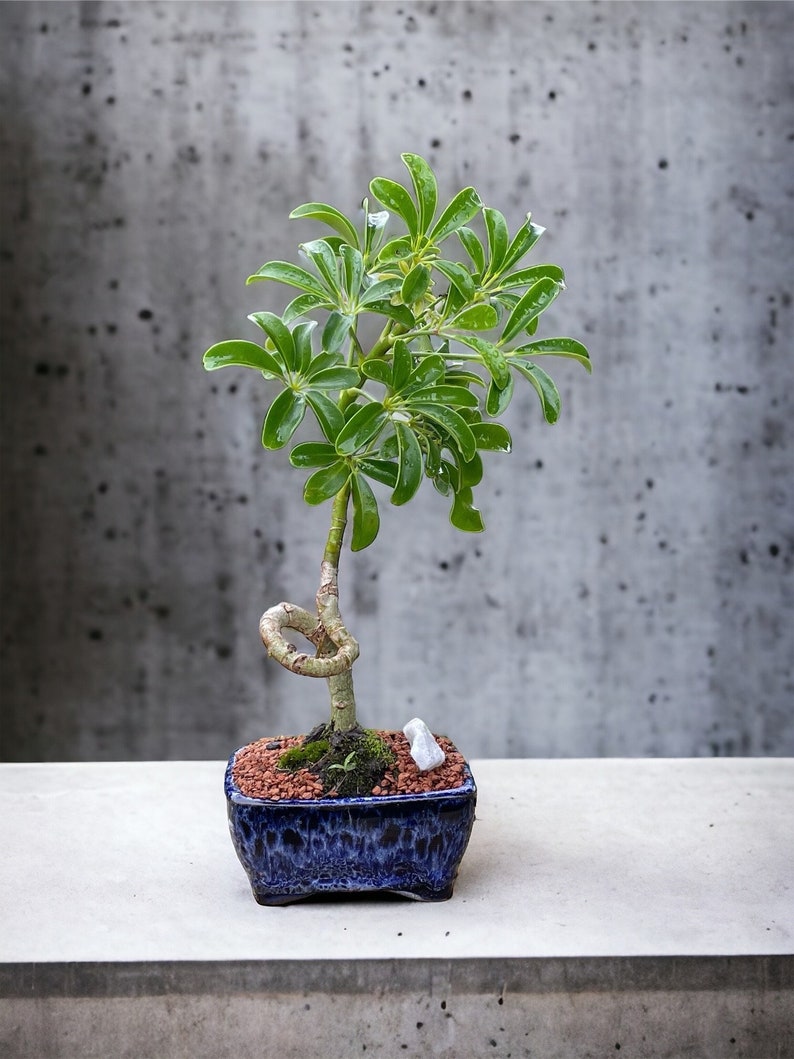 Coiled Umbrella Bonsai Tree Live Moss Included In a Glazed 4'' Bonsai Pot Age 5 image 1