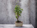 Ficus 'Too Little' Bonsai Tree - Live Moss Ceramic Pot