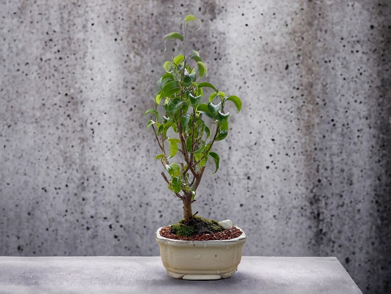 LJPlantNursery Ficus Bonsai Tree - Thumbnail 2