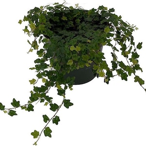 May include: A green and yellow variegated ivy plant with trailing vines in a black plastic pot.