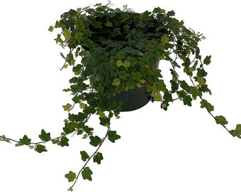 Quercifolia Ficus | Summer Plant Sale | Oak Leaf Ficus | Indoor Plant | Low Light | Home Decor | Fast Shipping |