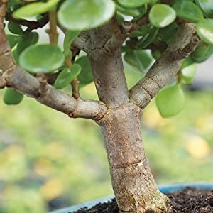Dwarf Jade Live Bonsai Tree: Indoor Succulent in Glazed Blue Pot