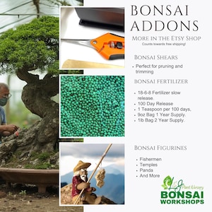 May include: A small jade plant bonsai in a green plastic pot sits on a gray surface surrounded by gray stones. The jade plant has many small, round, green leaves and reddish-brown stems. The plant is compact and well-shaped, suggesting it has been pruned and maintained. The pot is simple and understated, allowing the plant to be the focal point. The gray stones provide a neutral backdrop that complements the plant's vibrant green color.