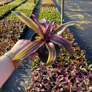 Bromeliad Princess - Big Pink & Green