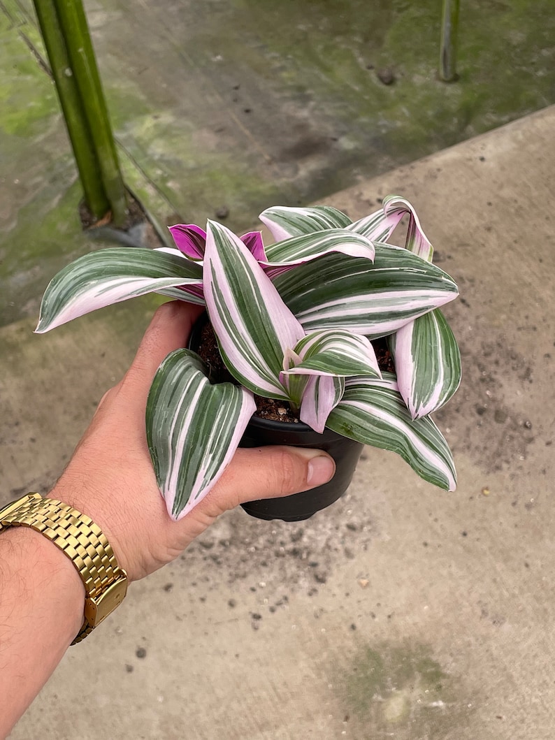 LJPlantNursery Tradescantia Zebrina Plant - Thumbnail 5