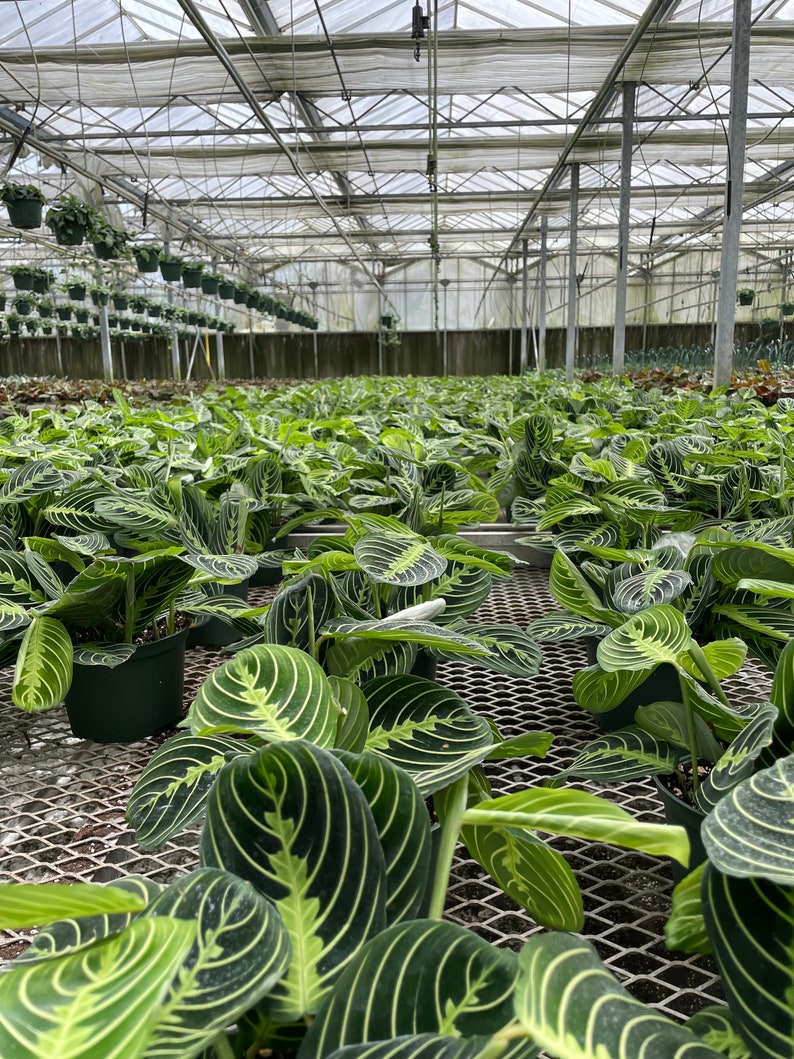 Rare Maranta Leuconeura Lime Plant in 6 Pot Perfect for Home or Office Decor image 7