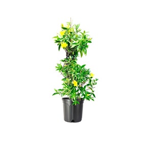 May include: A potted Mandevilla plant with vibrant yellow flowers and lush green leaves. The plant is supported by a trellis and sits in a black plastic pot, set against a clean white background. The plant is a climbing vine.