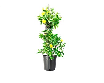 Carolina Jasmine (Gelsemium sempervirens) - Fragrant Climbing Vine - 1 Gallon Pot