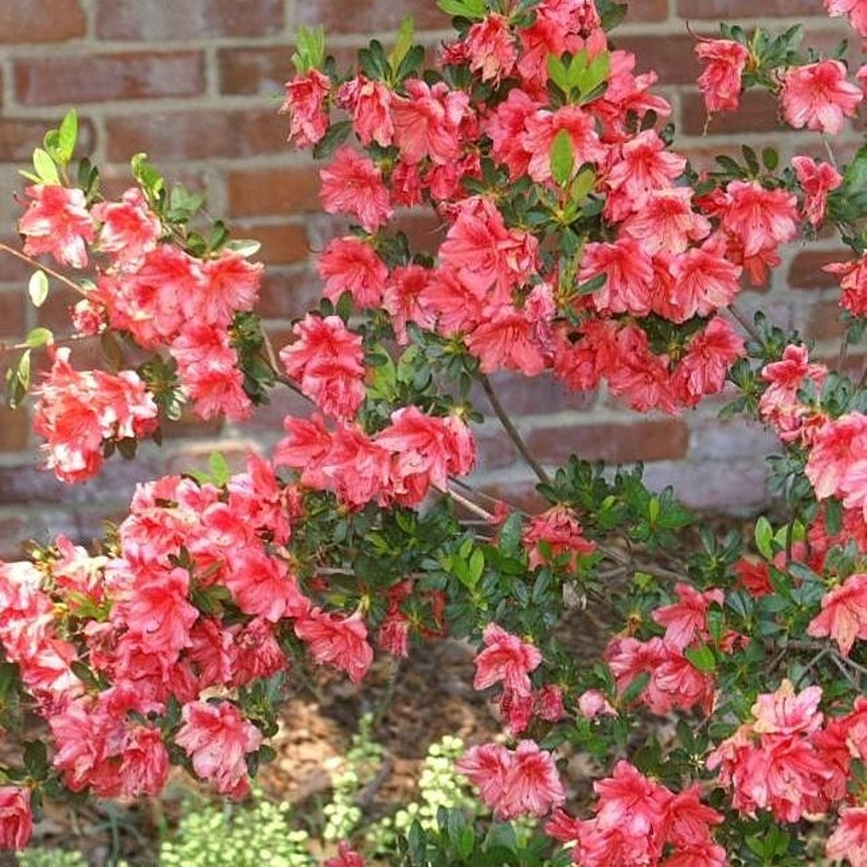Fashion Azalea Plant: Rhododendron in 1 Gallon Pot - Etsy