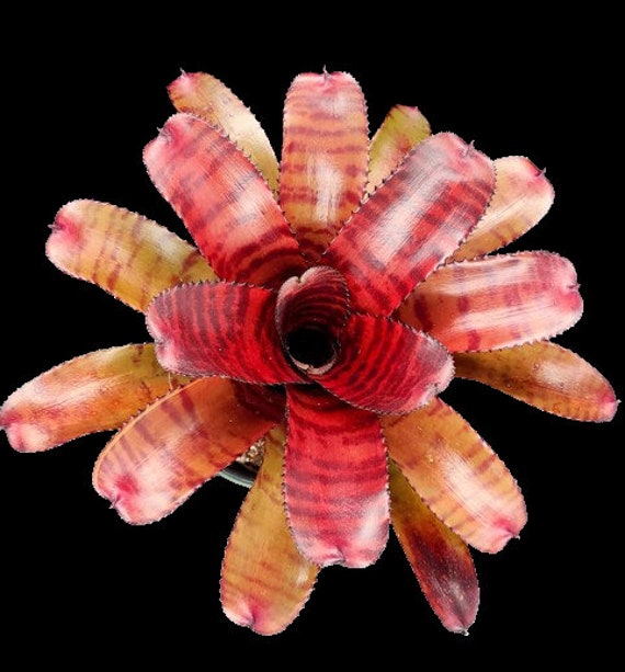 Bromeliad Neo Red Tiger - Big Purple Plant - Large Overgrown - Etsy