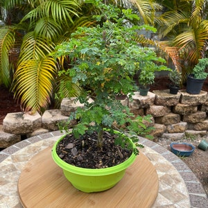 Bonsai Tree by L&J Nursery: Brazilian Rain Tree Bonsai Tree. (Pithecellobium tortum)