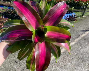 Bromeliad Wolf Gang | Pink and Green Foliage | Unique Tropical Plant | Indoor Houseplant | Colorful Foliage | Summer Plant Sale