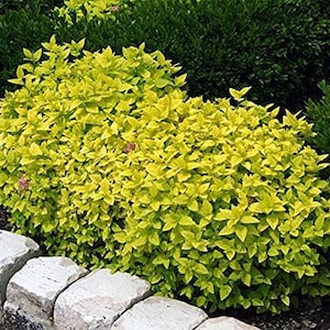 May include: A vibrant yellow bush with small, delicate leaves. The bush is planted in a garden setting with stone edging.