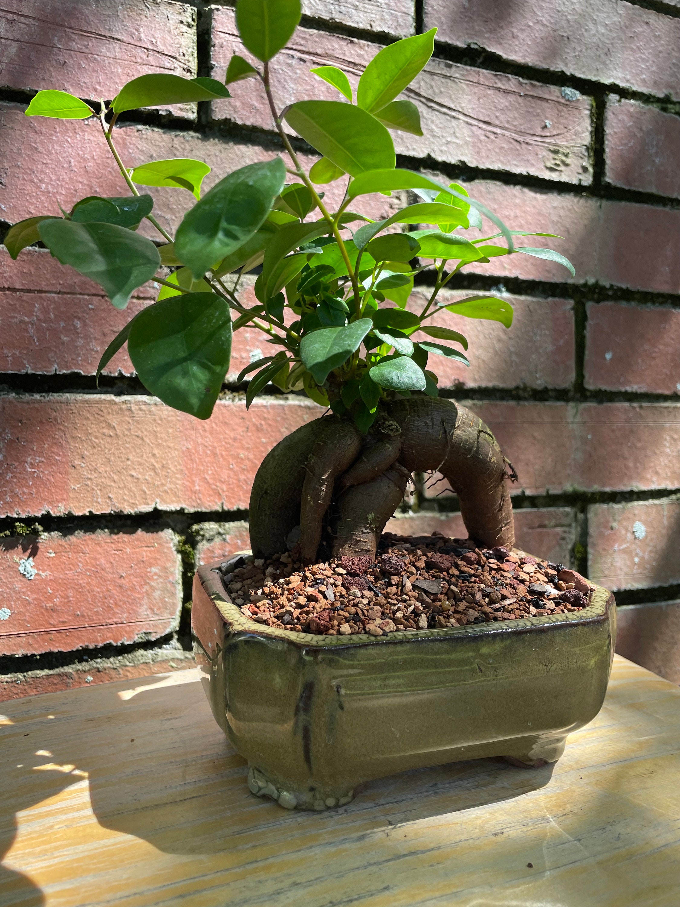 Live Ginseng Ficus Bonsai Tree: Low-maintenance Indoor Plant - Etsy