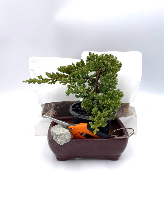 Bonsai Juniper , Bonsai Tree Kit, Bonsai Tree Live in Pot Indoor