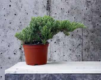 Juniper Bonsai - Pre Bonsai - Age 2 - Easy to Grow Bonsai