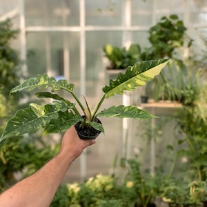 May include: A variegated houseplant with green and yellow leaves in a black pot. The plant is being held by a person's hand in a greenhouse setting.
