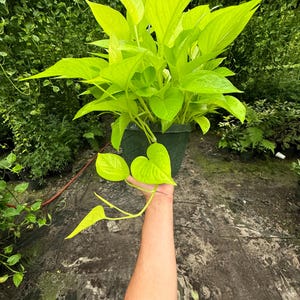Top-down view of Neon Pothos in an 8-inch basket, showcasing its dense, lush foliage.