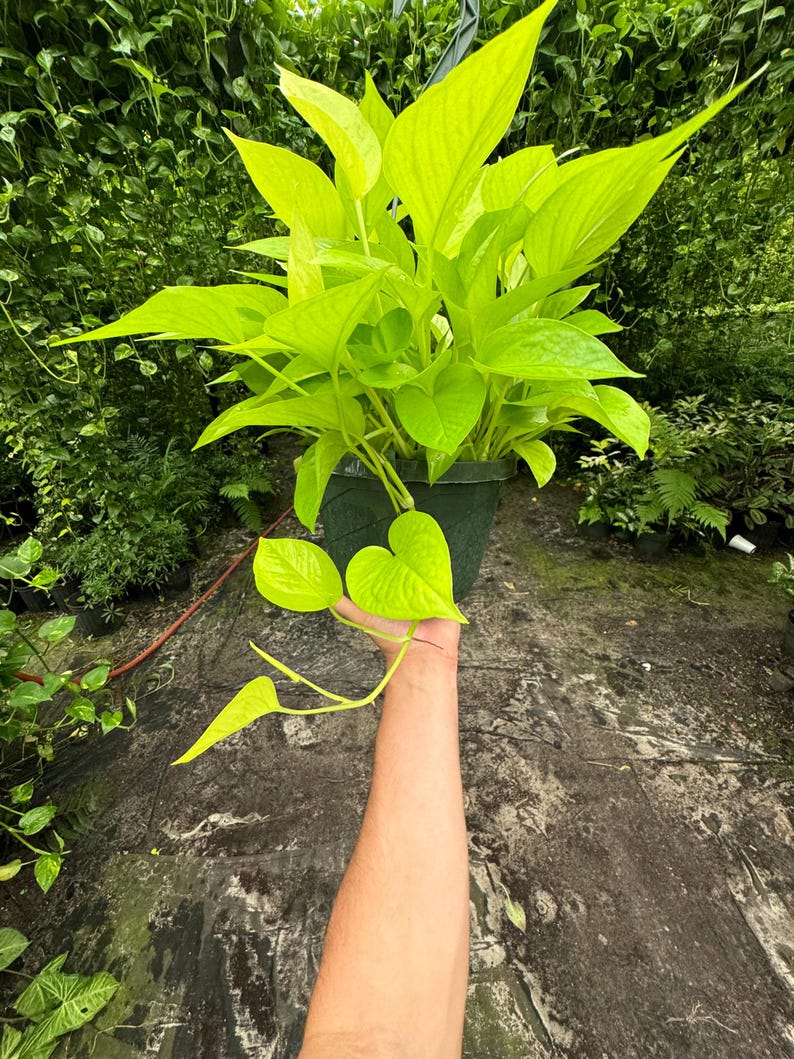 Top-down view of Neon Pothos in an 8-inch basket, showcasing its dense, lush foliage.