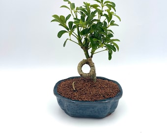 Bonsai Tree Live, Indoor Plant, Blue Pot, Coiled Umbrella Tree, Age 5 with decorative pebbles