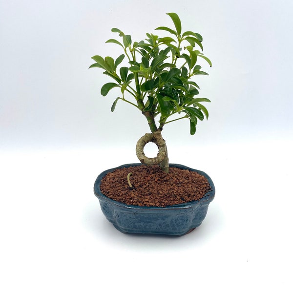 Bonsai Tree Live, Indoor Plant, Blue Pot, Coiled Umbrella Tree, Age 5 with decorative pebbles