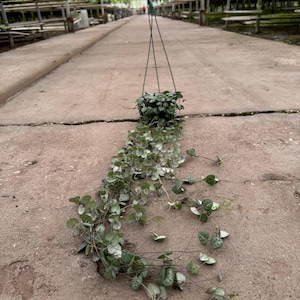 May include: A hanging basket of String of Hearts plant with trailing vines and heart-shaped leaves. The plant is suspended from a green hook, showcasing its cascading growth habit. The leaves are a mix of green and silver, creating a textured appearance.