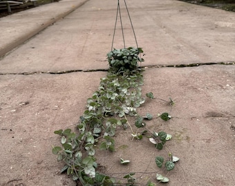 String of Heart Basket "Ceropegia woodii" - 5'' Hanging Basket - 2 Foot Vine