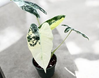 Frydek Alocasia in 4” Pot – 18” Tall Velvet Leaf Indoor Plant