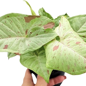 Syngonium Milk Confetti - Whimsical Foliage in 4 Inch Pot - Indoor Plant Decor