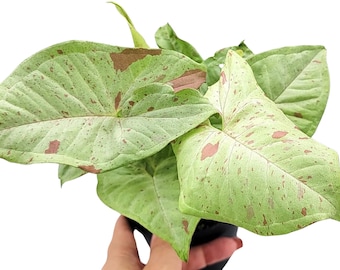 Syngonium Milk Confetti - Whimsical Foliage in 4 Inch Pot - Indoor Plant Decor