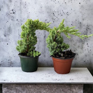 Pre Bonsai, Juniper Bonsai, Live Plants, Green Plant