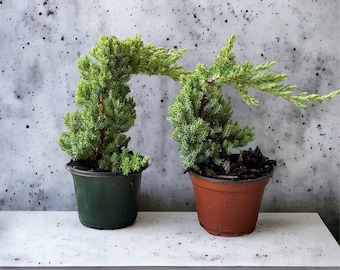 Pre Bonsai, Indoor Juniper Bonsai, Live Plants, Green Plant