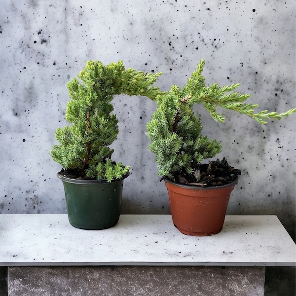 Pre Bonsai, Indoor Juniper Bonsai, Live Plants, Green Plant