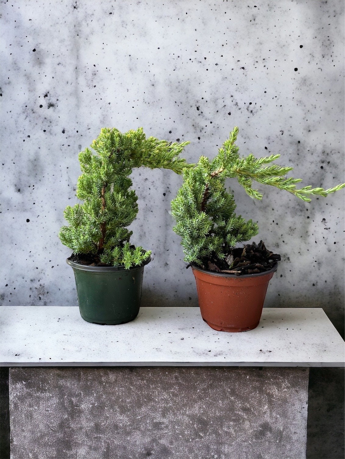 Pre Bonsai, Juniper Bonsai, Live Plants, Green Plant