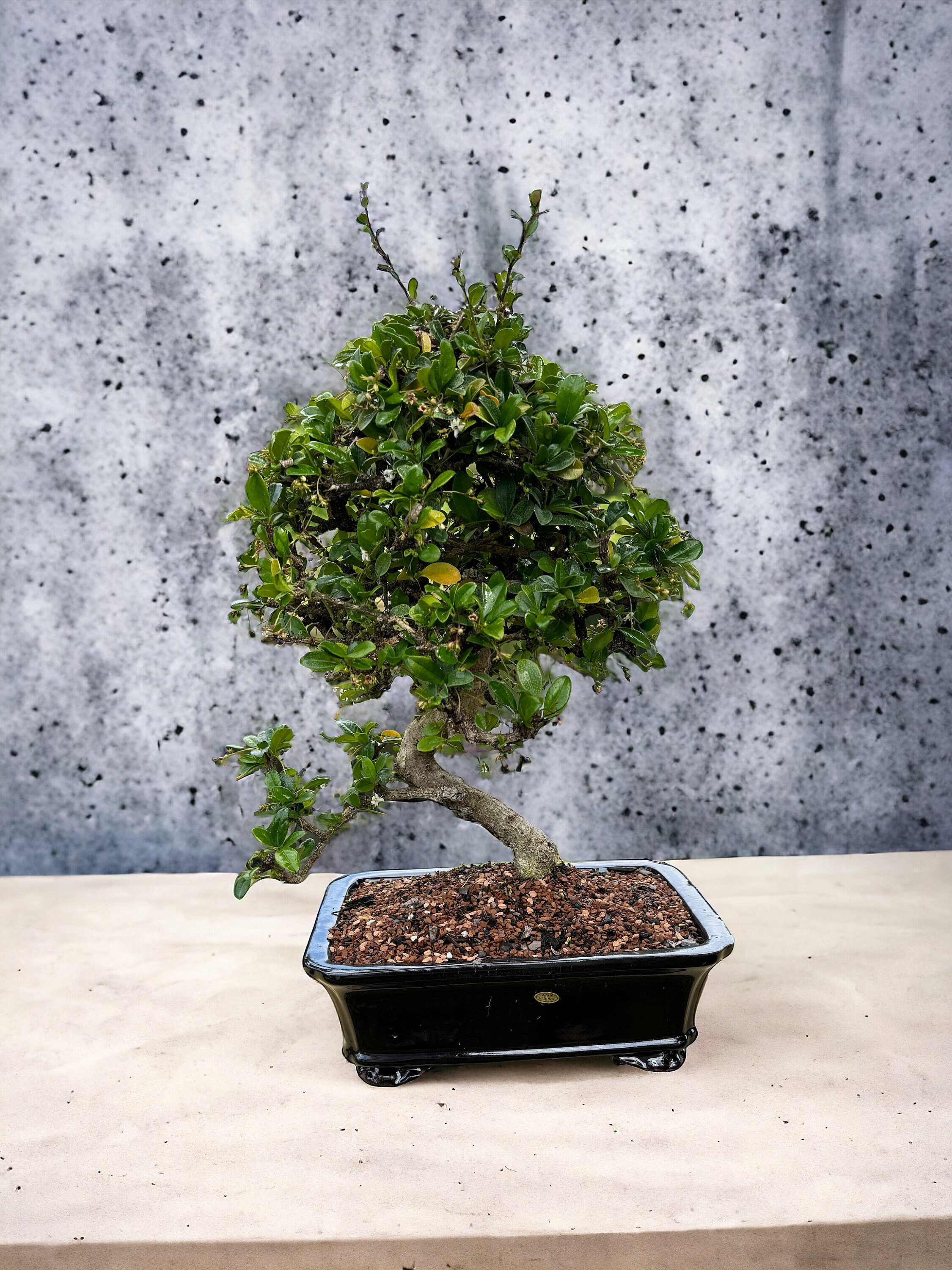 Fukien Tea Bonsai - 22 Inches Tall - 10'' Black Pot 13-year-old - Etsy